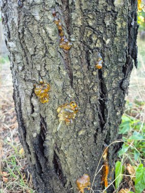 Ağacın kabuğunun hasar gördüğü yerlerinde reçine belirdi.