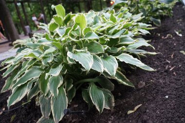 Hosta (lat. Hosta) Ukrayna 'da bir parkta çiçek tarhında yetişir.