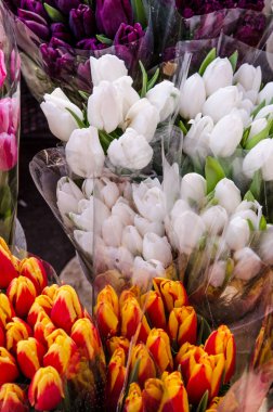 renkli Lale yakın çekim