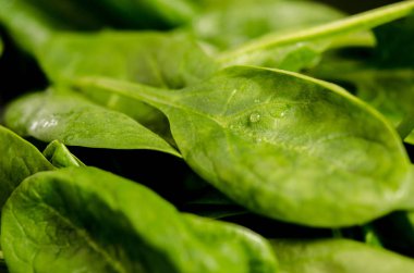 Siyah rustik arka plan üzerinde yeşil taze ıspanak