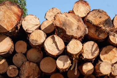 kütük yüzeyi. kış için odun. köknar için ahşap bir yığın