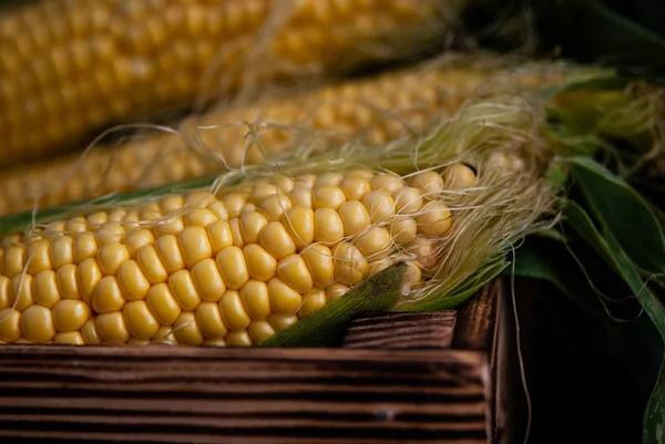 Yellow sweet raw corn in a wooden box on a black background — Stock Photo, Image