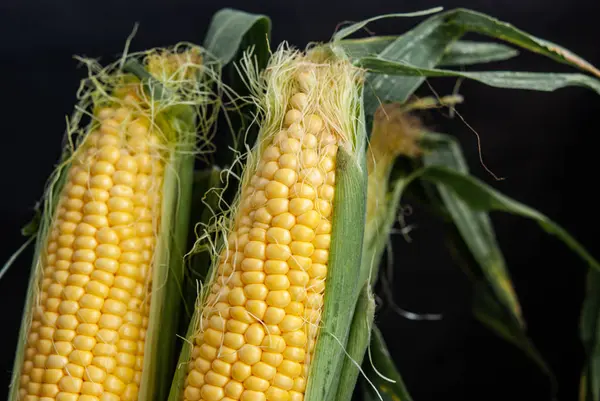 Yellow sweet raw corn in a wooden box on a black background clos — Stock Photo, Image