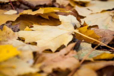 Düşmüş renkli sonbahar sarı akçaağaç çim üzerinde yaprakları. yakın-u
