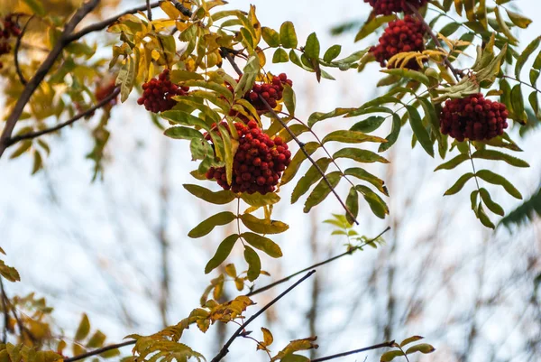 Rowan Gałęzie Dojrzałych Owoców Zbliżenie Czerwone Jagody Łabędzie Gałęziach Drzewa — Zdjęcie stockowe