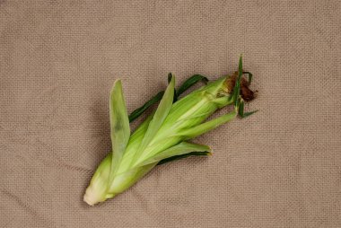 Bir textil üzerinde bir packcat üzerinde yeşil yaprakları ile Sarı tatlı çiğ mısır