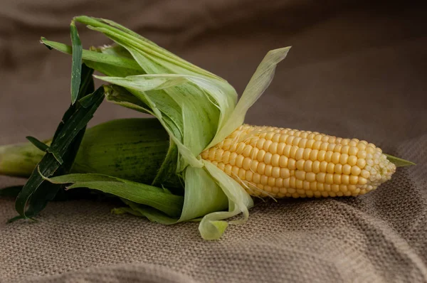 Yellow sweet raw corn is opened from green leaves on a rustic ba — Stock Photo, Image
