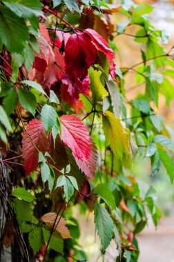 Sonbaharda genç üzümlerin dalları. 