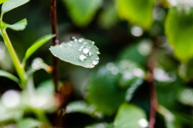 Yeşil yapraklı taze çalıların üzerindeki çiy damlaları.