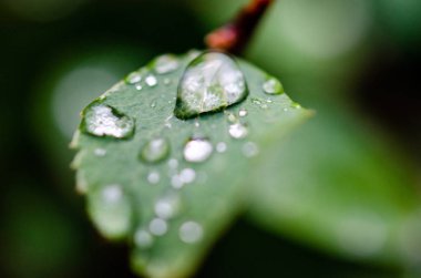 Yeşil yapraklı taze çalıların üzerindeki çiy damlaları.