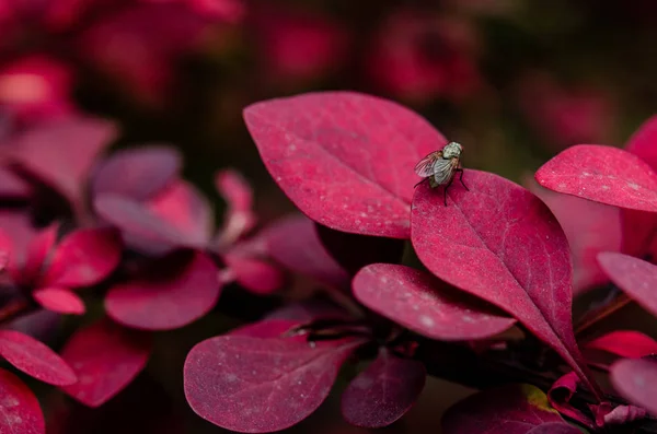 Муха на молодом кусте барбарис Тунберг, красные листья в ауте — стоковое фото