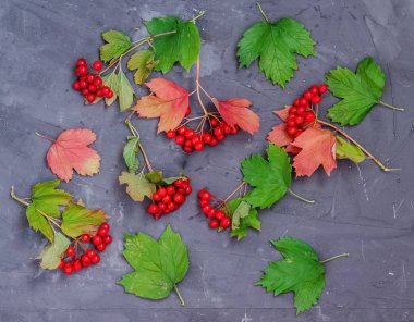 Olgun kırmızı viburum üzümleri, kırmızı ve yeşil yapraklarla gri bir c üzerinde.