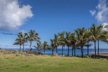 Hindistan cevizi avuç içi Hanga Roa sahil üzerinde dizilmiş