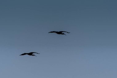 Ranco Gölü yakınında ev için uçuş siyah yüzlü ibis çift