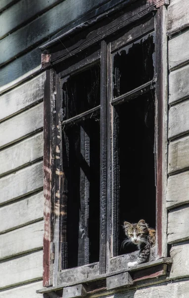 Patagonya 'da terkedilmiş bir evin penceresinden görünümlü kedi