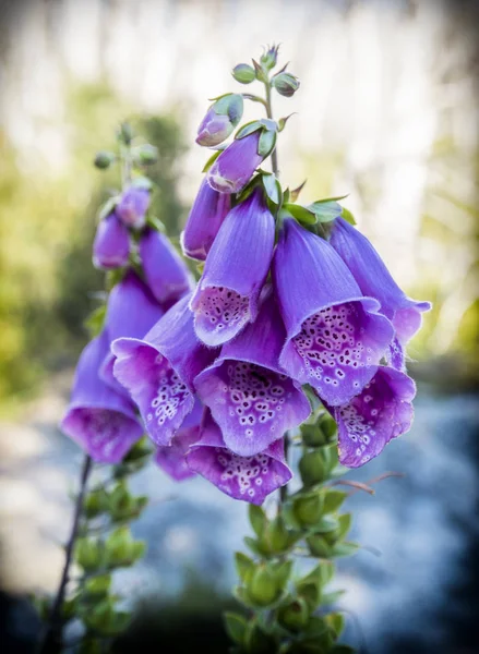 Şili Patagonya digitalis purpurea