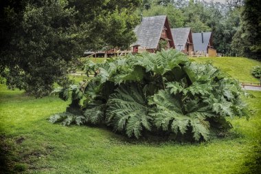 Şili Patagonia Puyehue Spa Gunnera manicata bitki