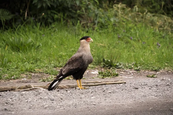 Şili Patagonia Puyehue Milli Parkı phalcoboenus Australis veya Caracara