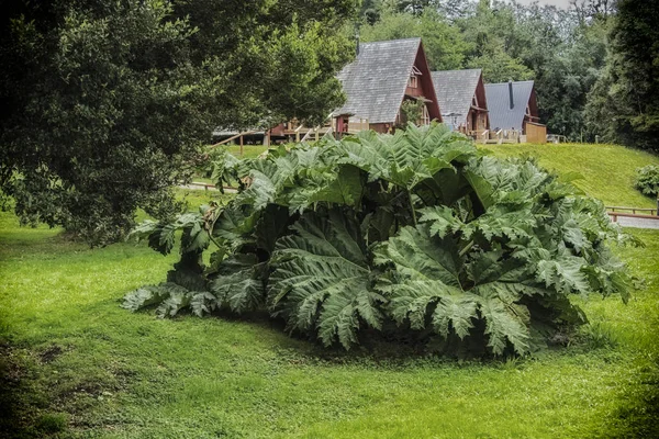 Şili Patagonia Puyehue Spa Gunnera manicata bitki