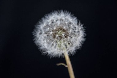 Şili 'nin güneyinde siyah bir arka planda Karahindiba