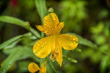 Şili Patagonya 'da Puyehue milli parkında sarı iris