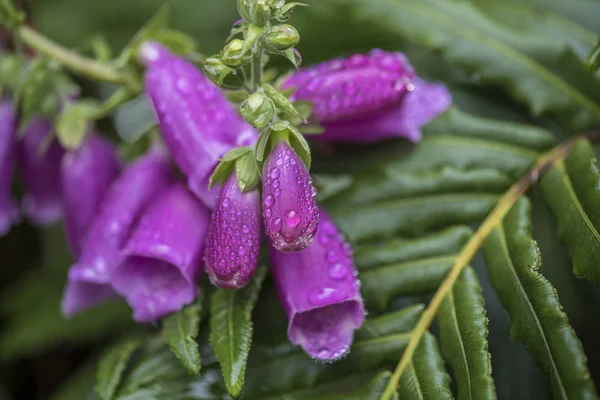 Digitalis purpurea içinde Puyehue Milli Parkı içinde Şili Patagonia