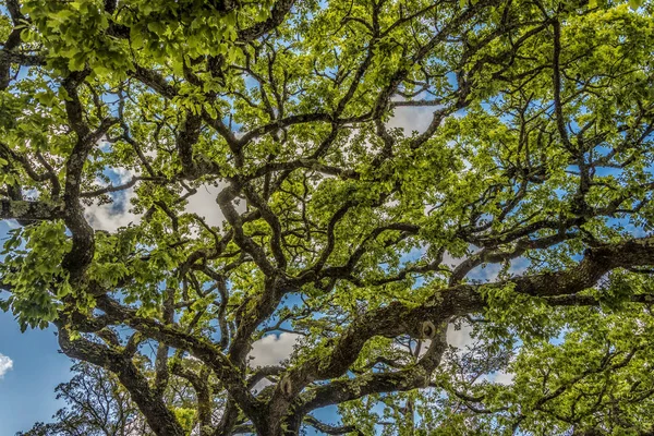 Quinta de Regaleira parkta büyük bir meşe ağacının bükülmüş dalları