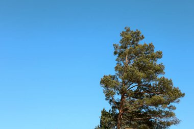 Çam ve mavi gökyüzü