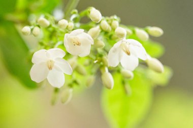Beyaz arka planda kırmızı tomatocböcek