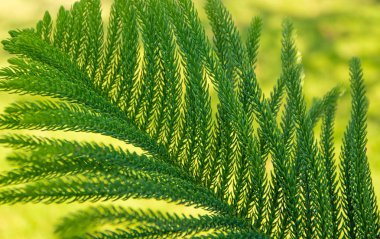 Çam yaprağı arka planı. Soyut doğal arka plan.