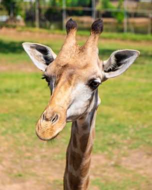 Bir zürafa close-up. Giraffe's yüz. 