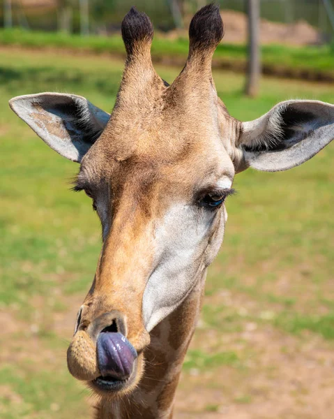 Bir zürafa close-up. Giraffe's yüz. — Stok fotoğraf