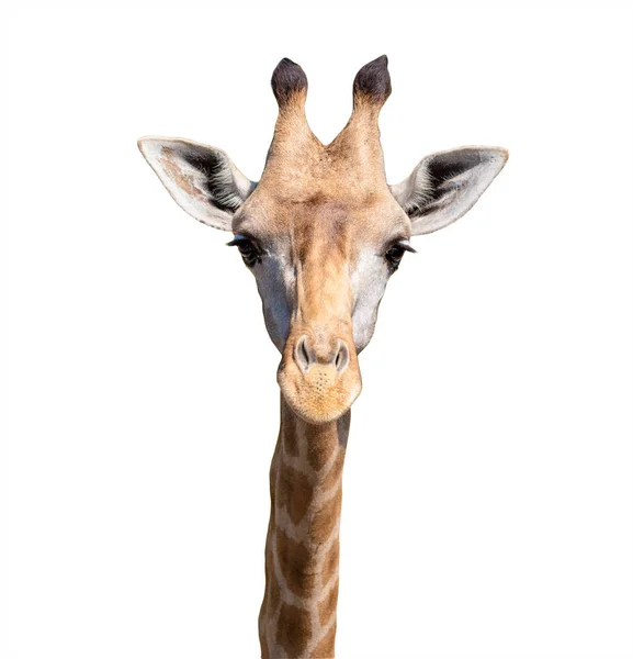 The close-up portrait of a giraffe face isolated on a white background. — Stock Photo, Image