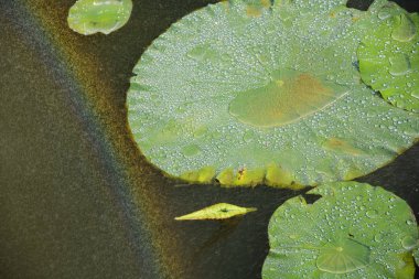 Lotus gölet ve su bir gökkuşağı ile yağmur.