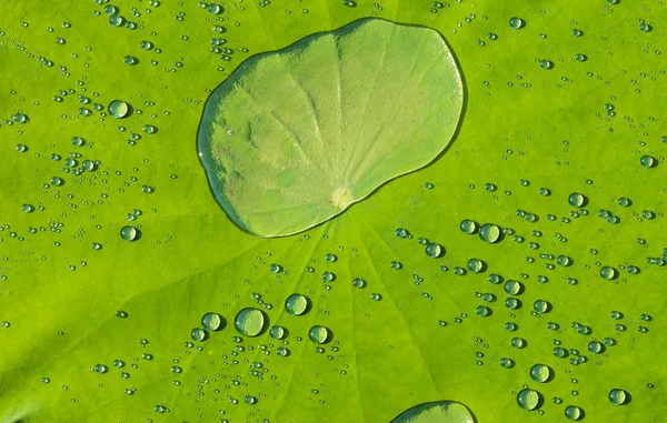 Su damlacıkları bir lotus yaprağı, bu görüntü üzerinde bir geri uygundur