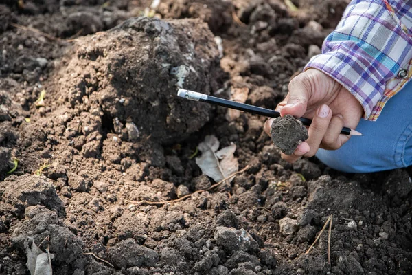 Personel, çiftçinin toprağın kalitesini kontrol ediyor. 