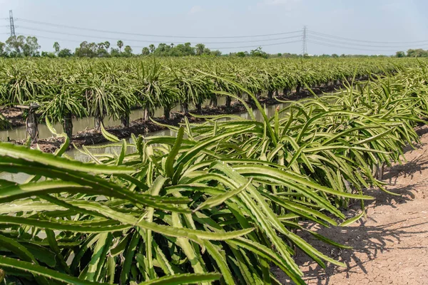 Tayland köylülerin Dragon meyve bahçesi.