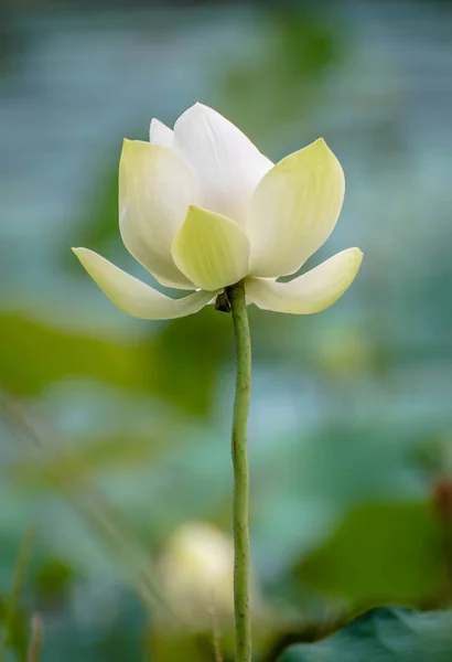 Beyaz Lotus arkaplanı.