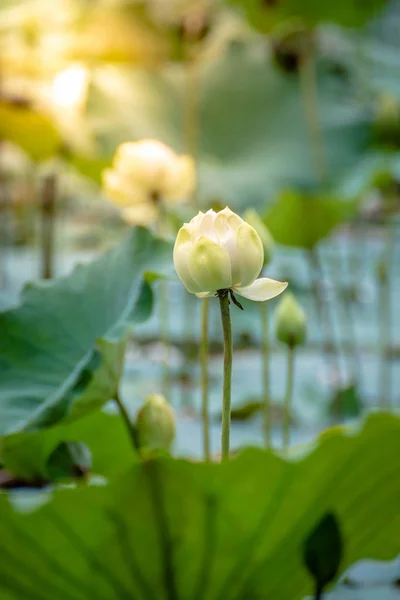 Beyaz Lotus arkaplanı.