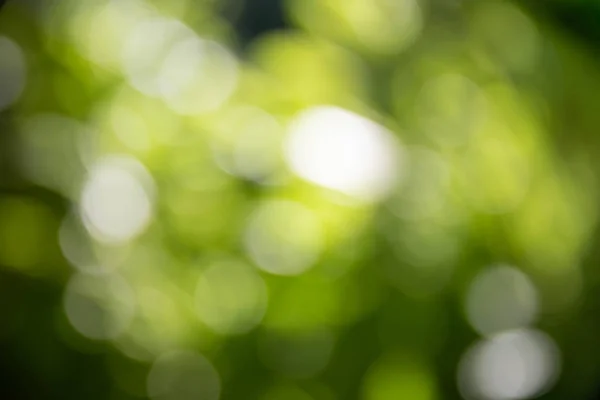 Bokeh Açık ve yeşil yapraklarıelde.