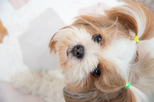 Sevimli Shih Tzu, şüphe ile sahibi bakarak, yukarı bakar.