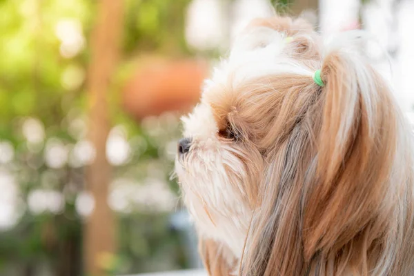 Sevimli Shih Tzu şüphe ile yan bakıyor oturuyor.