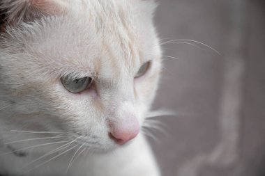 Yakın mesafeden sevimli beyaz kedi.