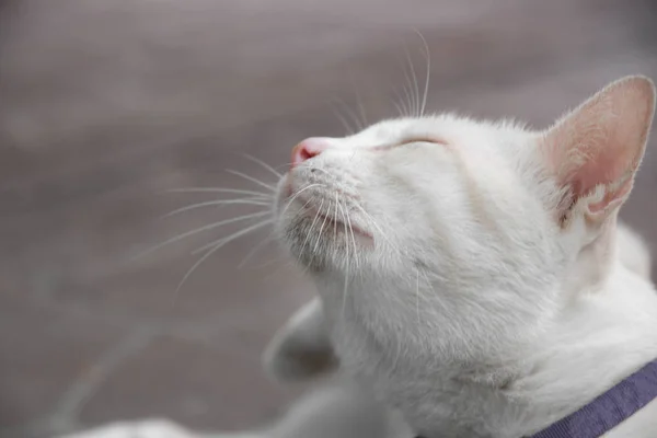 Yakın mesafeden sevimli beyaz kedi.