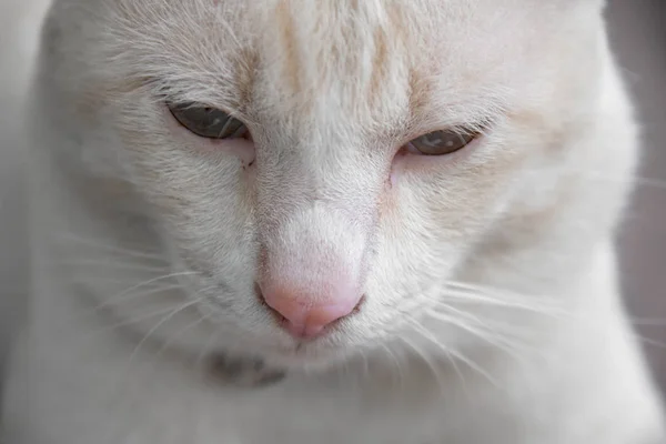 Yakın mesafeden sevimli beyaz kedi.