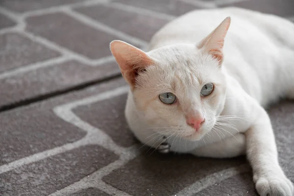 Yakın mesafeden sevimli beyaz kedi.