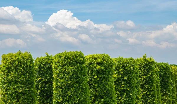 Doğa arka plan süs ağaçları ve parlak gökyüzü Ile.