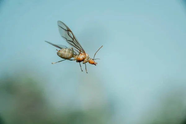 Bir karınca kraliçesinin yakın çekimi..