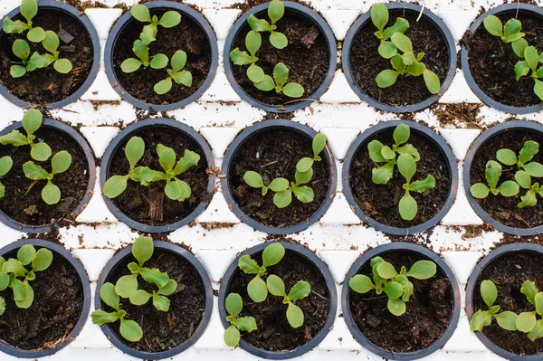 Estufa Leve Muitas Mudas Alface Brotos Grande Número Plantas Celebra — Fotografia de Stock