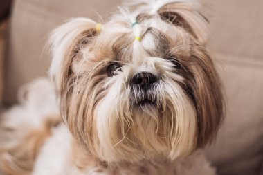 sevimli bir küçük köpek shi tzu kapalı bir sandalyeye oturur. komik köpek yavrusu shih tsu evde mi